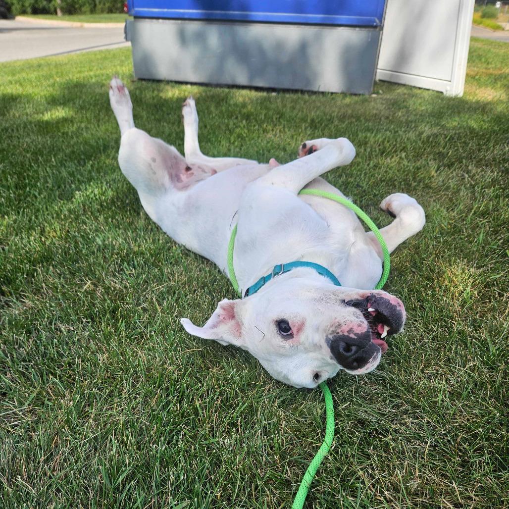 Sugar, Adoptable, Adult Female Dogo Argentino.