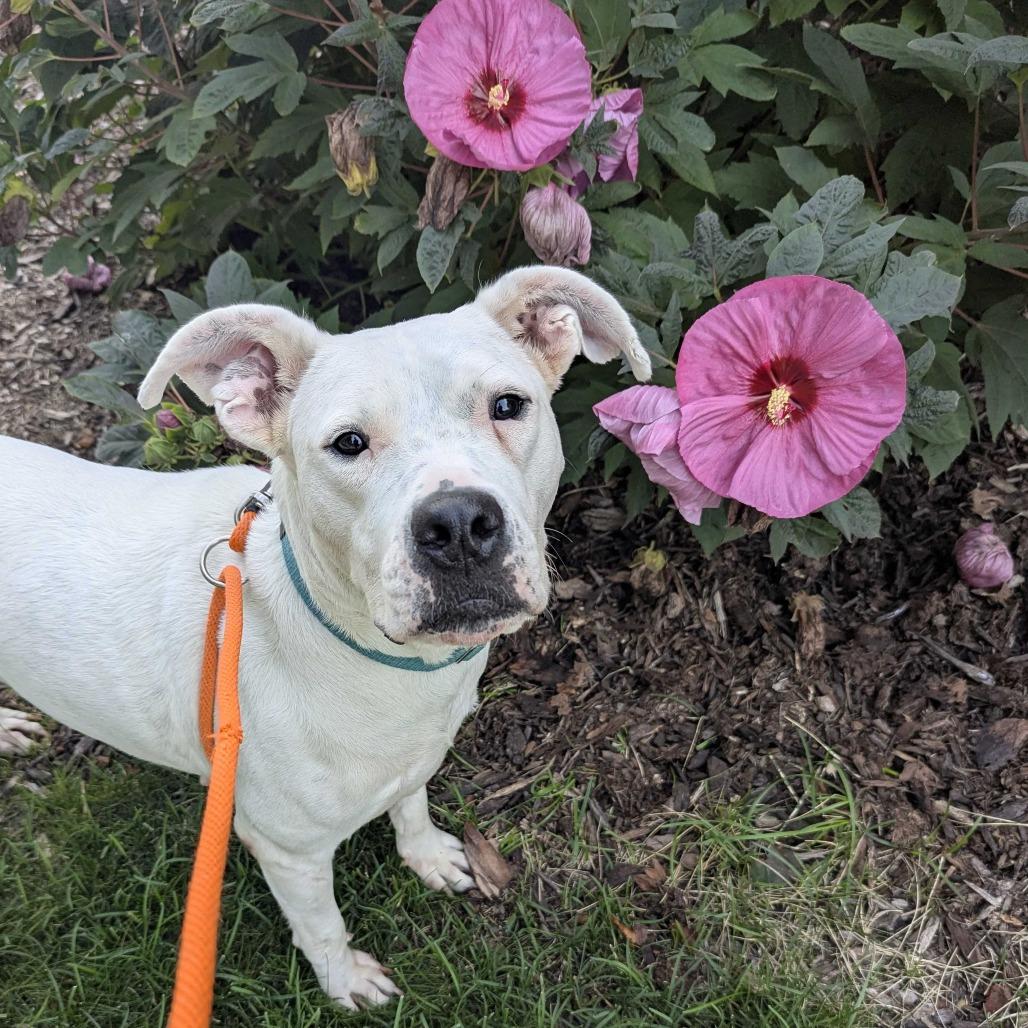 Enlarge Sugar, a Adoptable Dogo Argentino in Grand Rapids, MI image 2/6