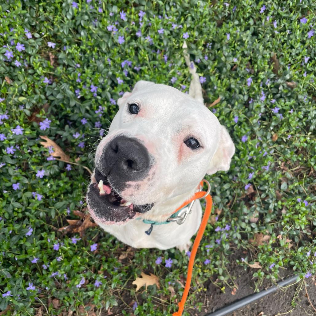 Sugar, a Adoptable Dogo Argentino in Grand Rapids, MI image 1/6