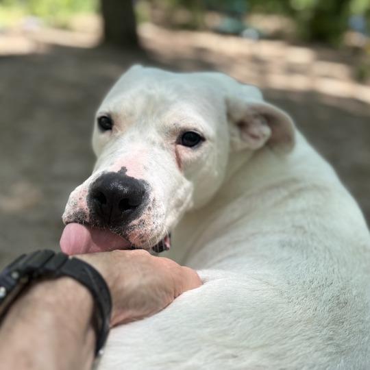 Sugar, a Adoptable Dogo Argentino in Grand Rapids, MI image 2/6