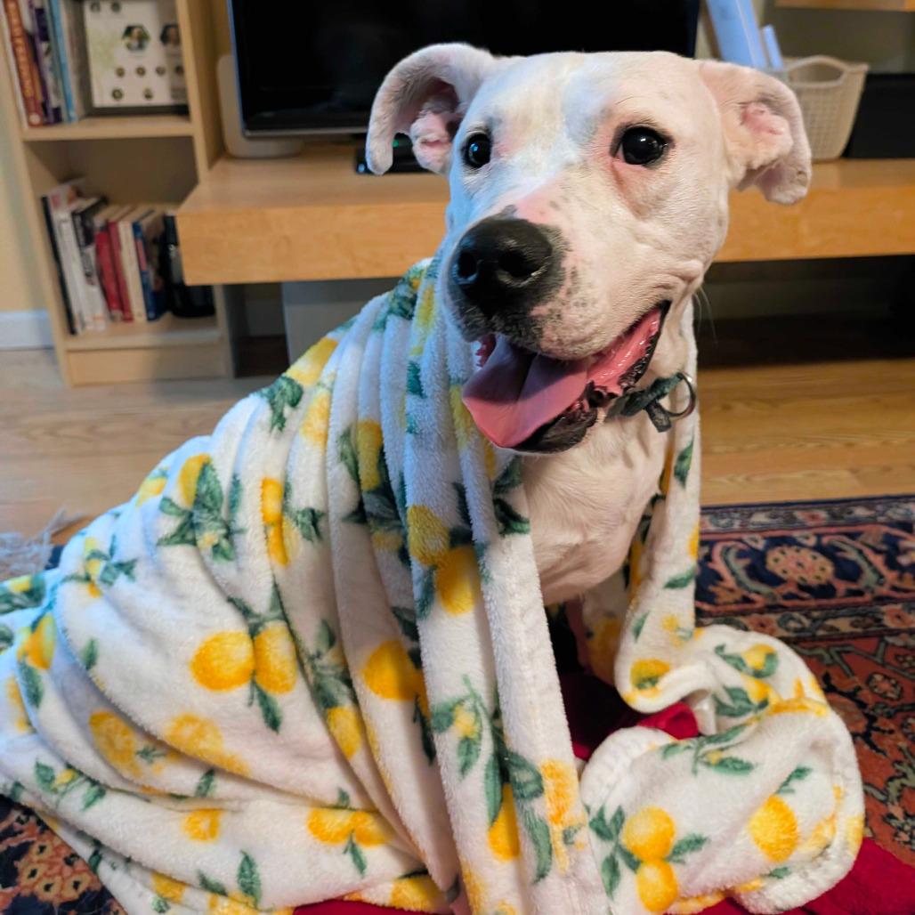 Enlarge Sugar, a Adoptable Dogo Argentino in Grand Rapids, MI image 3/6