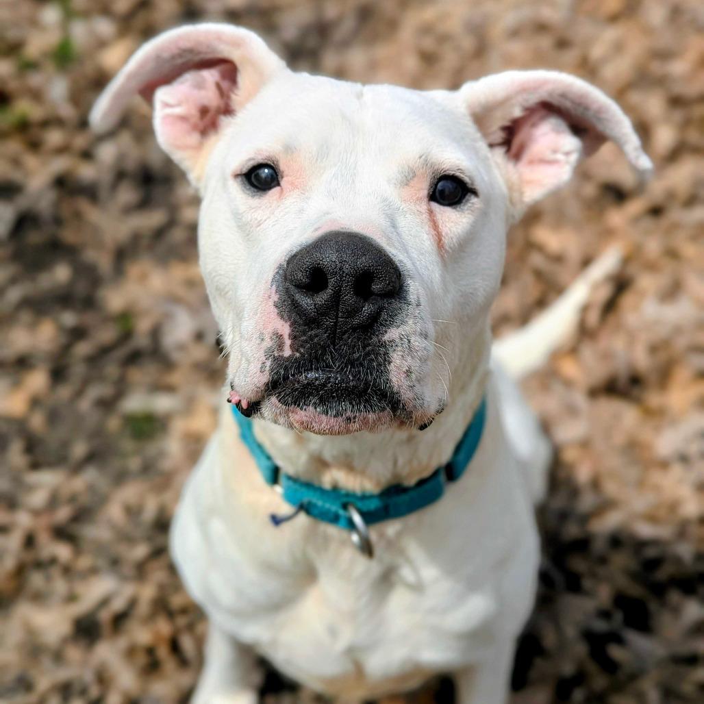 Sugar, a Adoptable Dogo Argentino in Grand Rapids, MI image 3/6