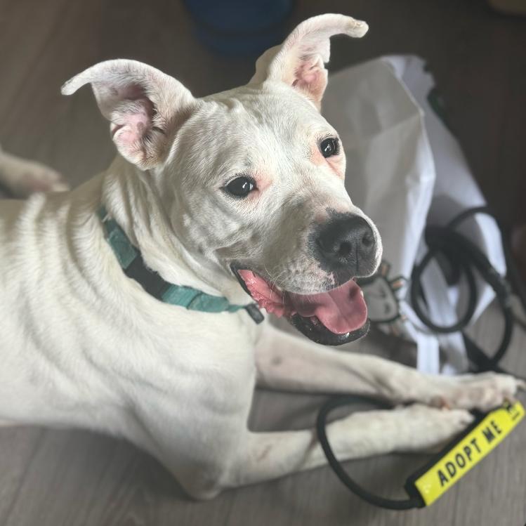 Enlarge Sugar, a Adoptable Dogo Argentino in Grand Rapids, MI image 3/6