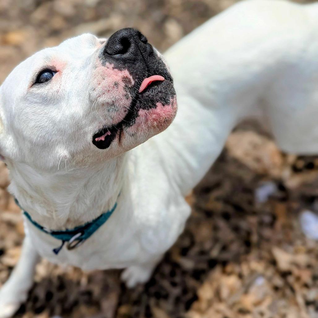 Sugar, a Adoptable Dogo Argentino in Grand Rapids, MI image 4/6