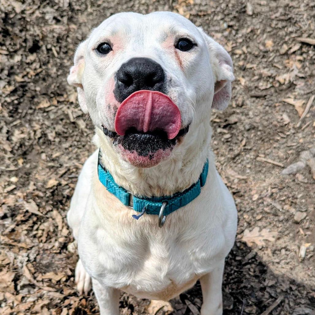 Sugar, a Adoptable Dogo Argentino in Grand Rapids, MI image 5/6