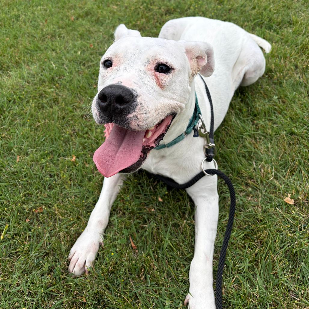 Enlarge Sugar, a Adoptable Dogo Argentino in Grand Rapids, MI image 5/6