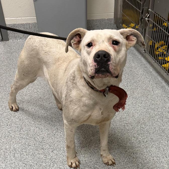 Sugar, a Adoptable Dogo Argentino in Grand Rapids, MI image 6/6