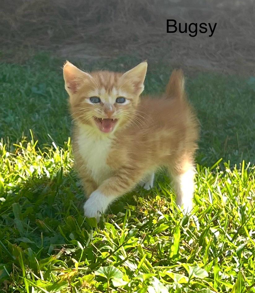 Bugsy