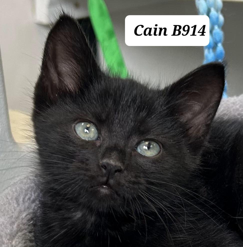 Cain, ADOPTABLE, Kitten Male Domestic Medium Hair.
