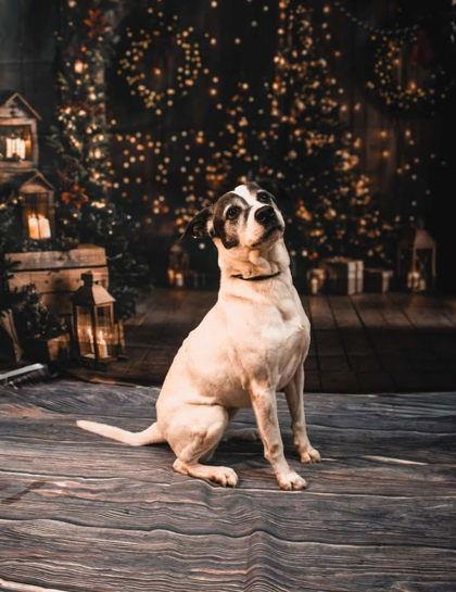 Enlarge Darla, a Adoptable Mixed Breed in Sullivan, IN image 1/3