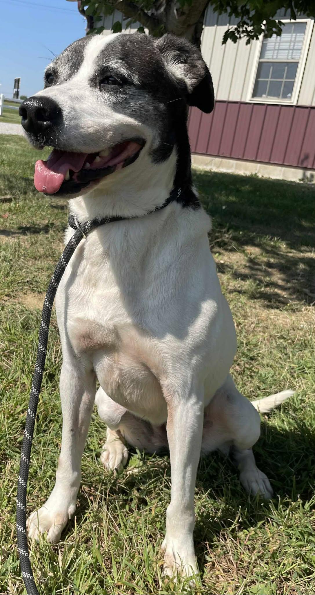 Enlarge Darla, a Adoptable Mixed Breed in Sullivan, IN image 2/3