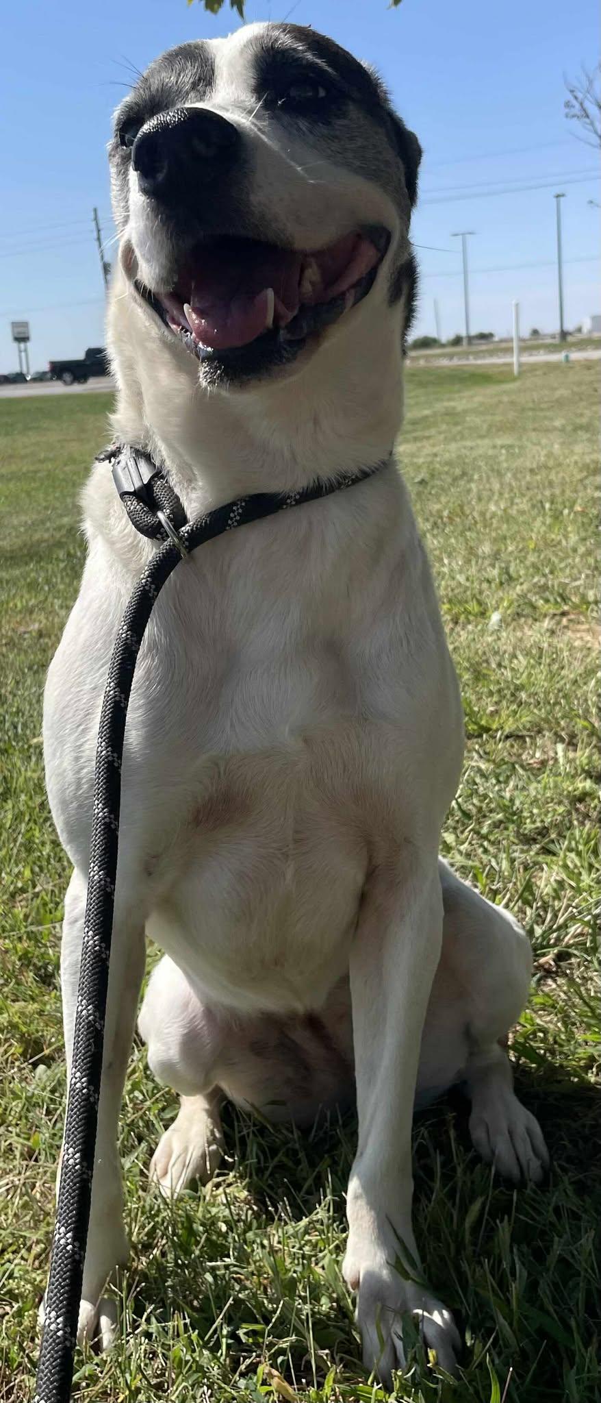 Enlarge Darla, a Adoptable Mixed Breed in Sullivan, IN image 3/3