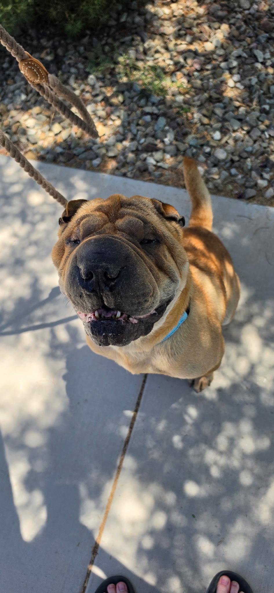 Keller, Adoptable, Adult Male Shar-Pei.