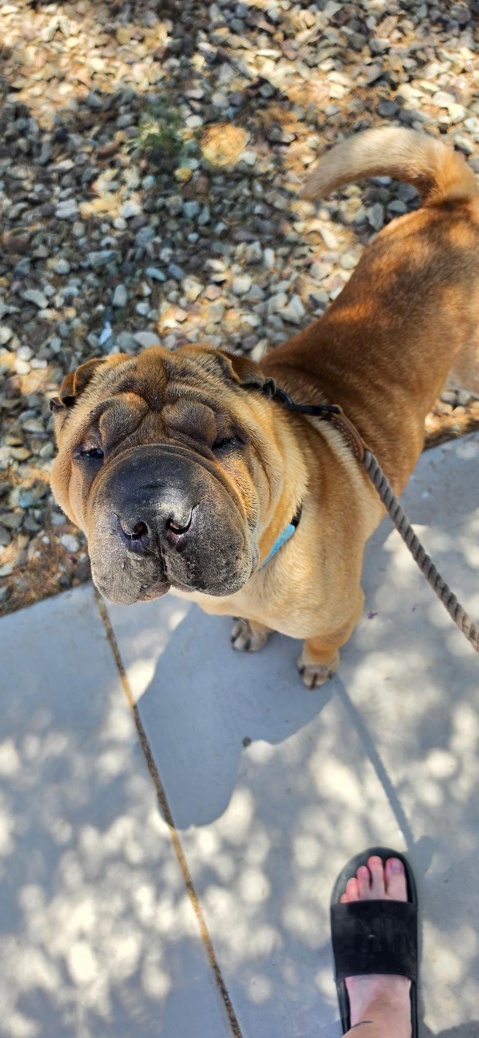 Enlarge Keller, a Adoptable Shar-Pei in Phoenix, AZ image 2/3