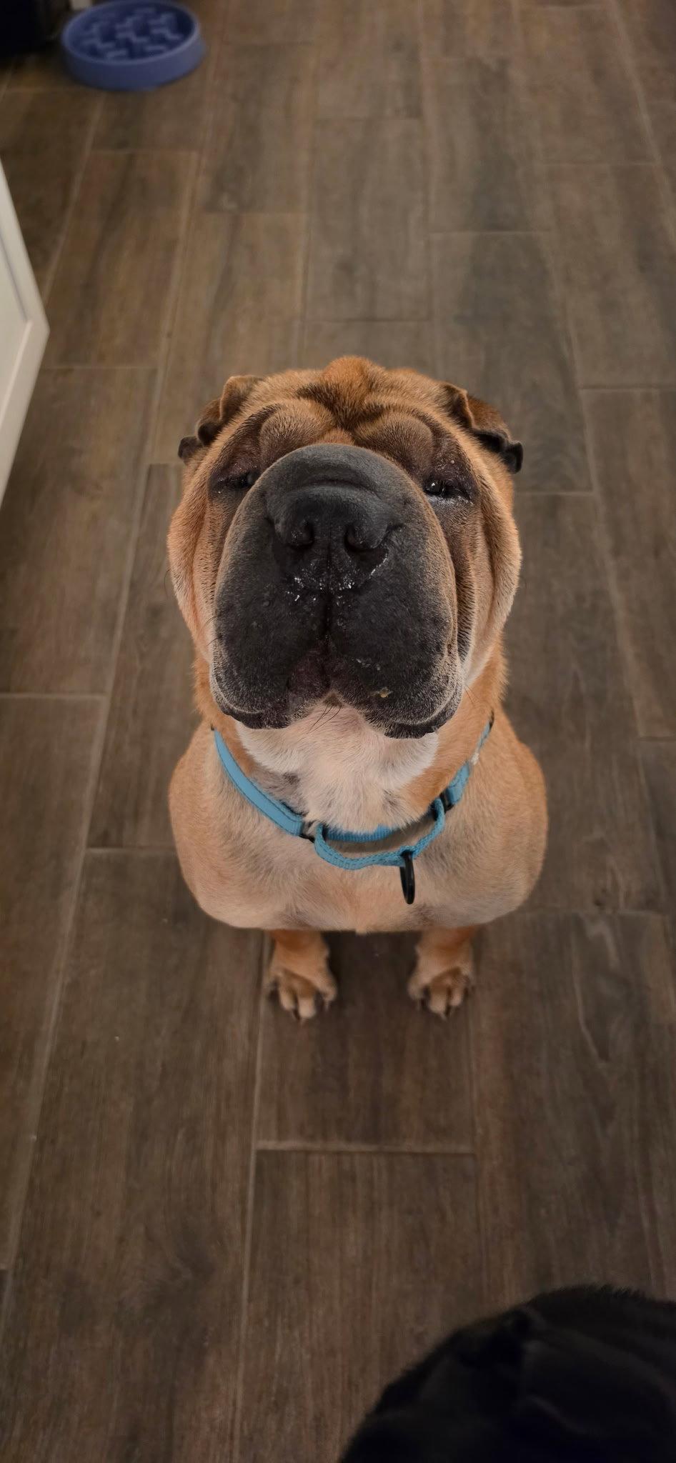 Enlarge Keller, a Adoptable Shar-Pei in Phoenix, AZ image 3/3