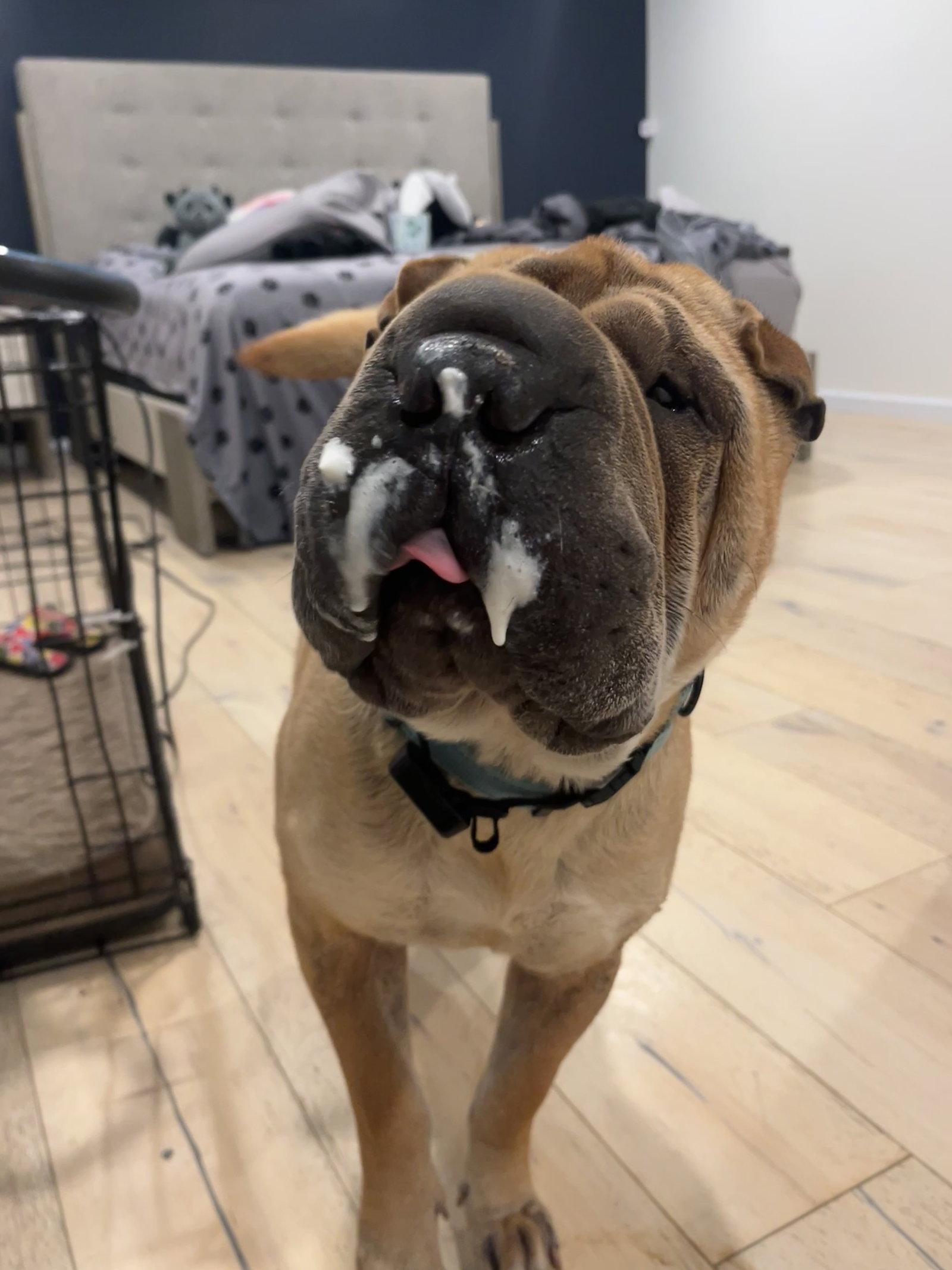 Enlarge Keller, a Adoptable Shar-Pei in Phoenix, AZ image 2/3