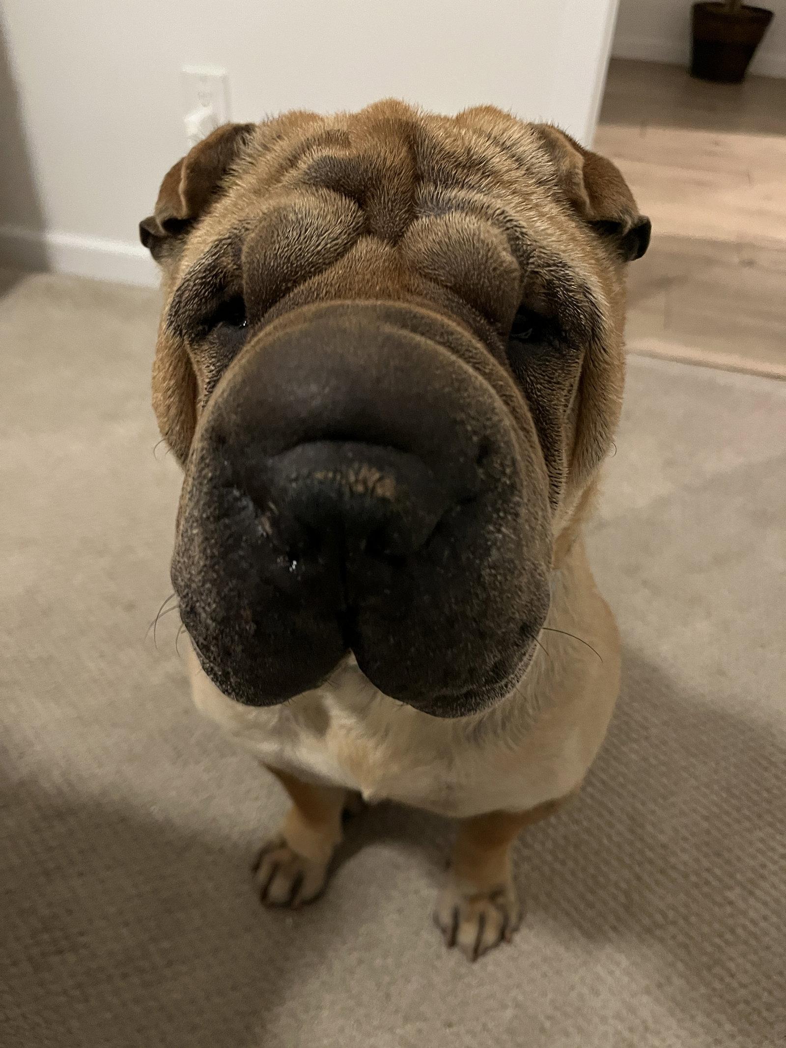 Enlarge Keller, a Adoptable Shar-Pei in Phoenix, AZ image 3/3