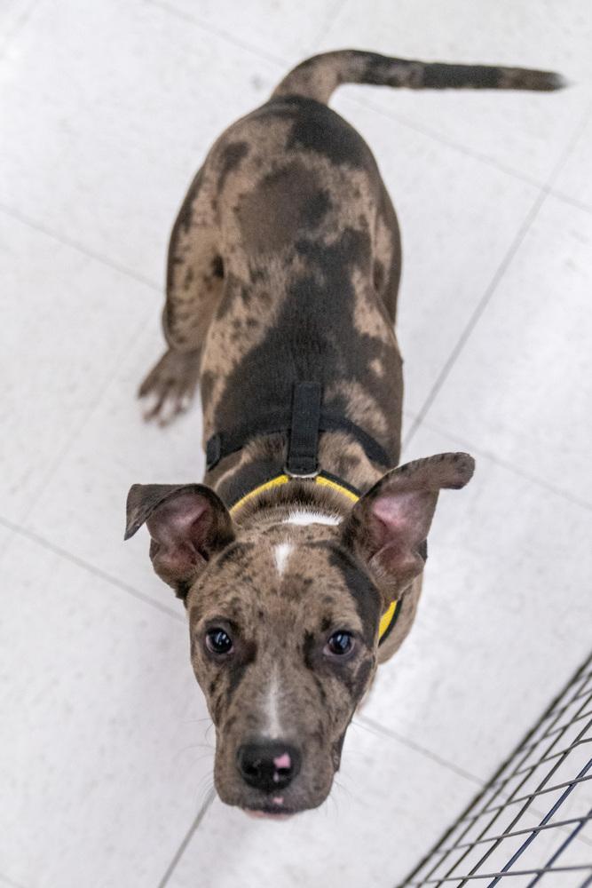 Mercy, Adoptable, Puppy Female Pit Bull Terrier.