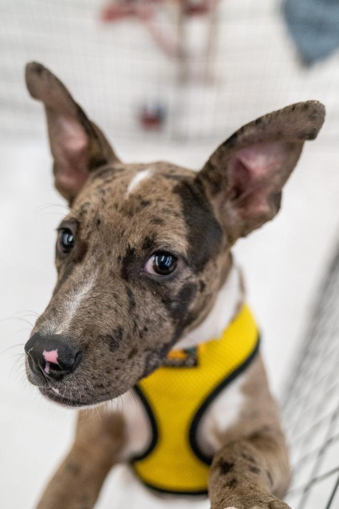 Enlarge Mercy, a Adoptable mixed breed in Colorado Springs, CO image 2/5