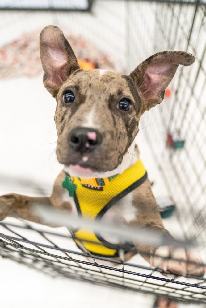Enlarge Mercy, a Adoptable mixed breed in Colorado Springs, CO image 4/5