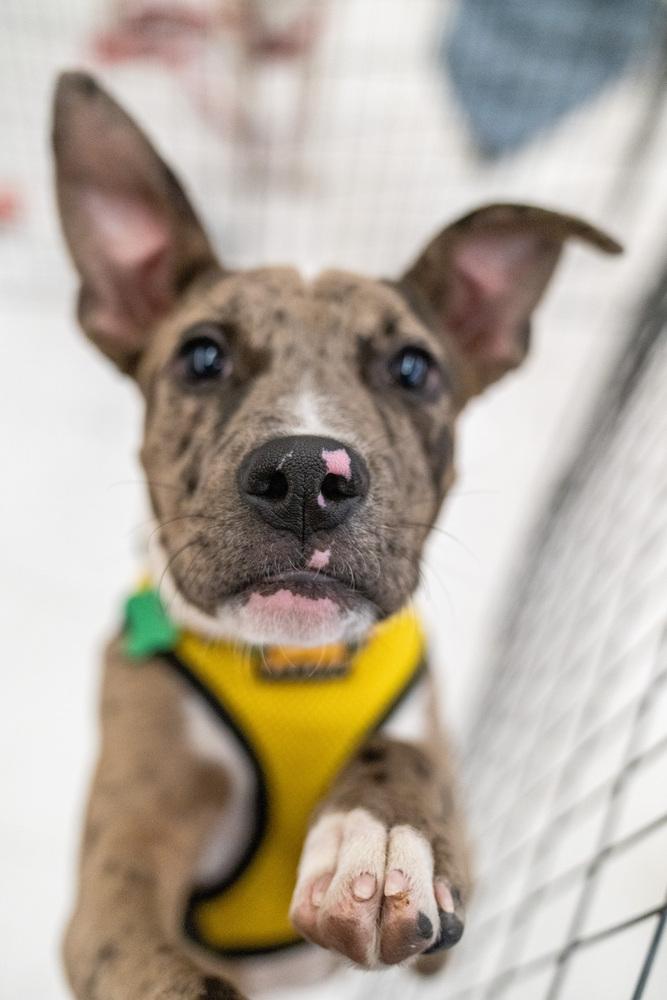 Enlarge Mercy, a Adoptable mixed breed in Colorado Springs, CO image 5/5