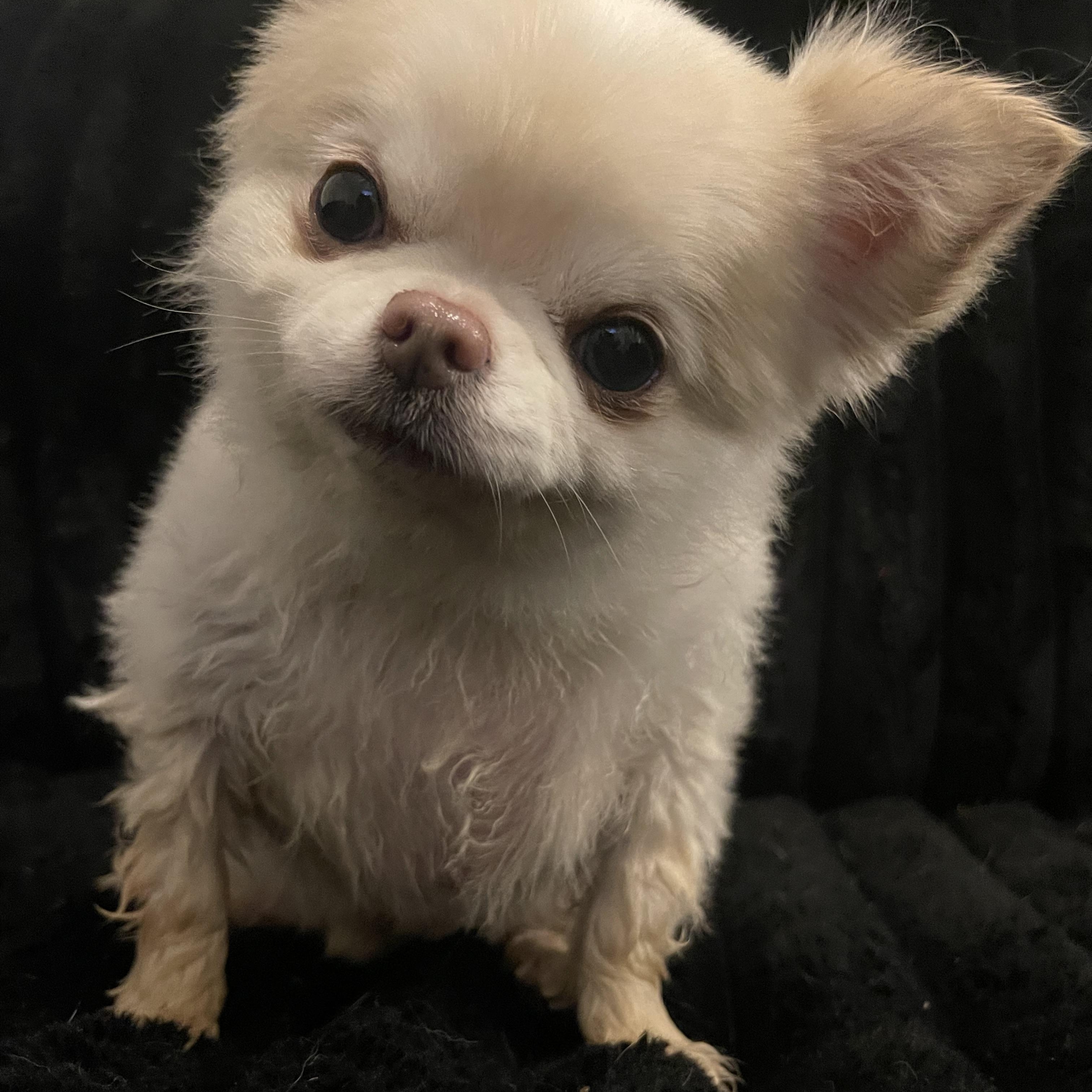 Enlarge Lucky, an adopted Chihuahua in Winnetka, IL image 5/6