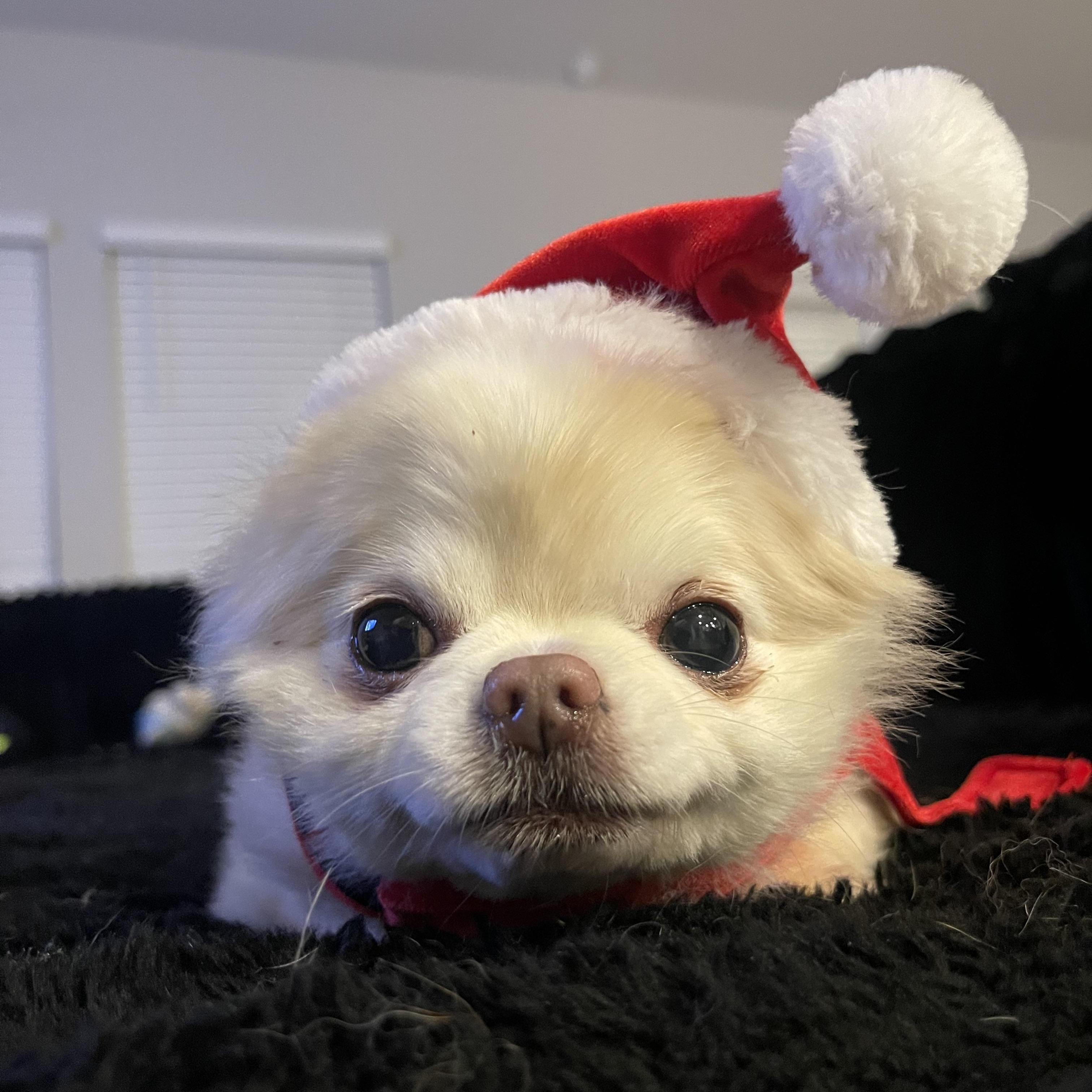 Lucky, adopted, Adult Male Chihuahua.