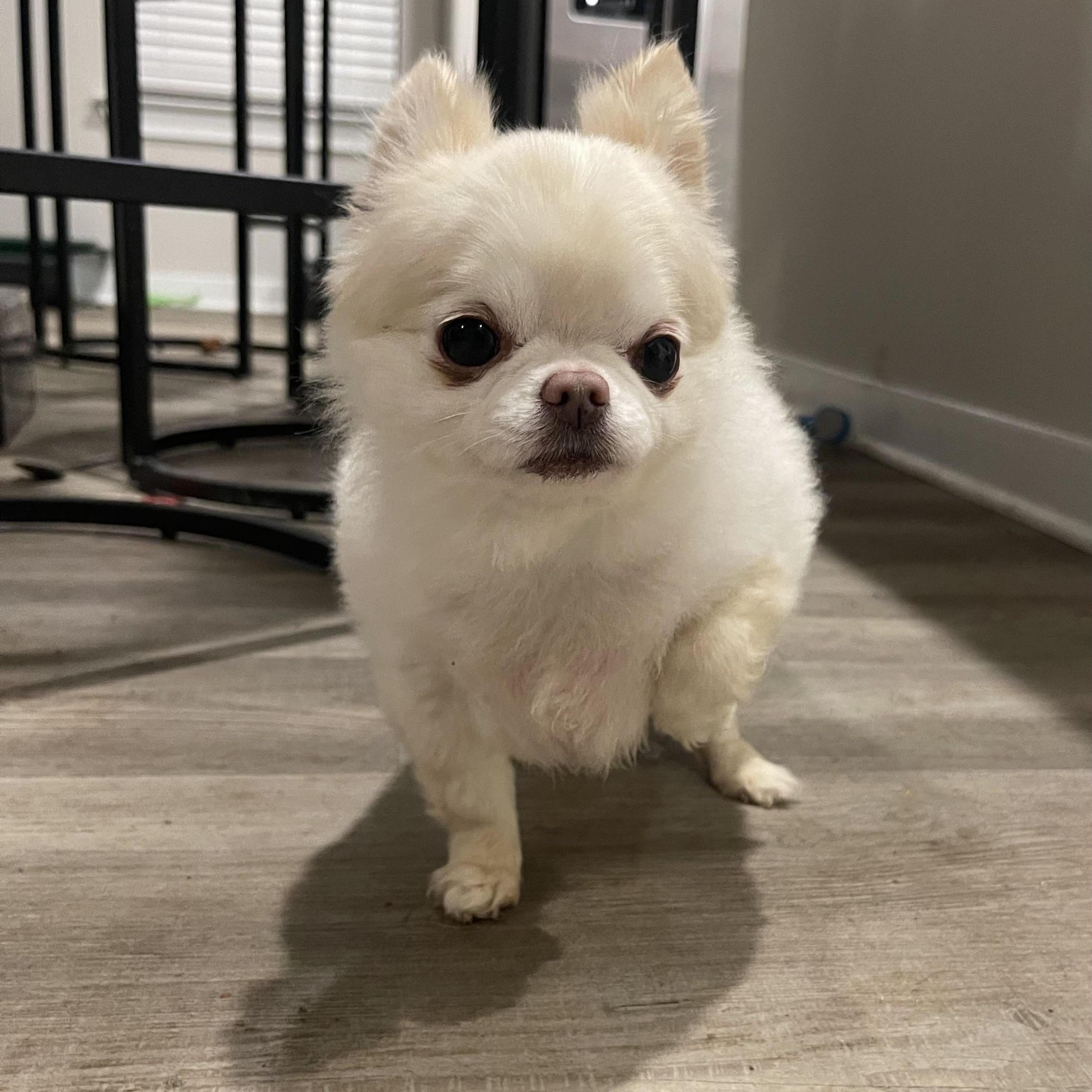 Enlarge Lucky, an adopted Chihuahua in Winnetka, IL image 2/6