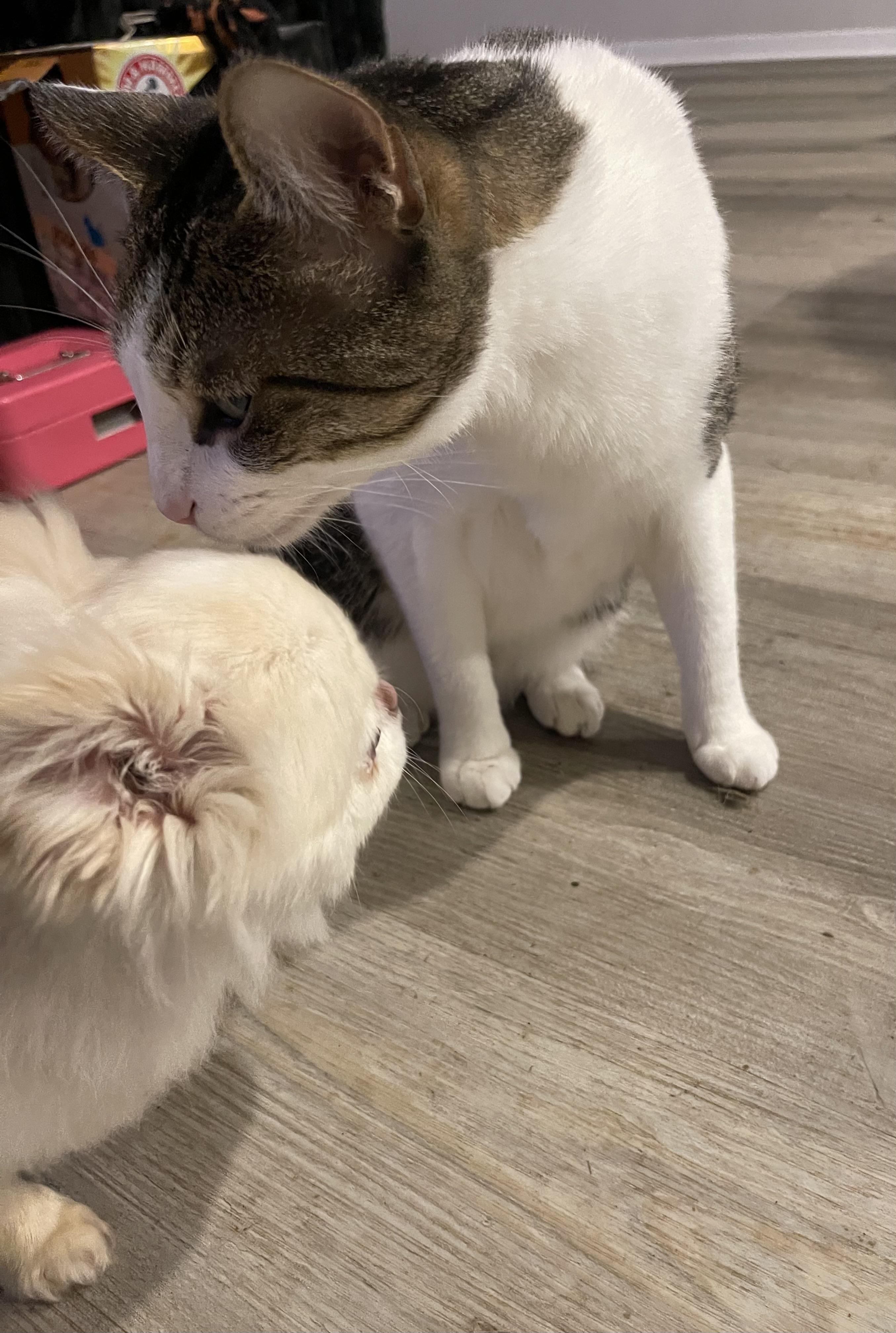 Enlarge Lucky, an adopted Chihuahua in Winnetka, IL image 6/6