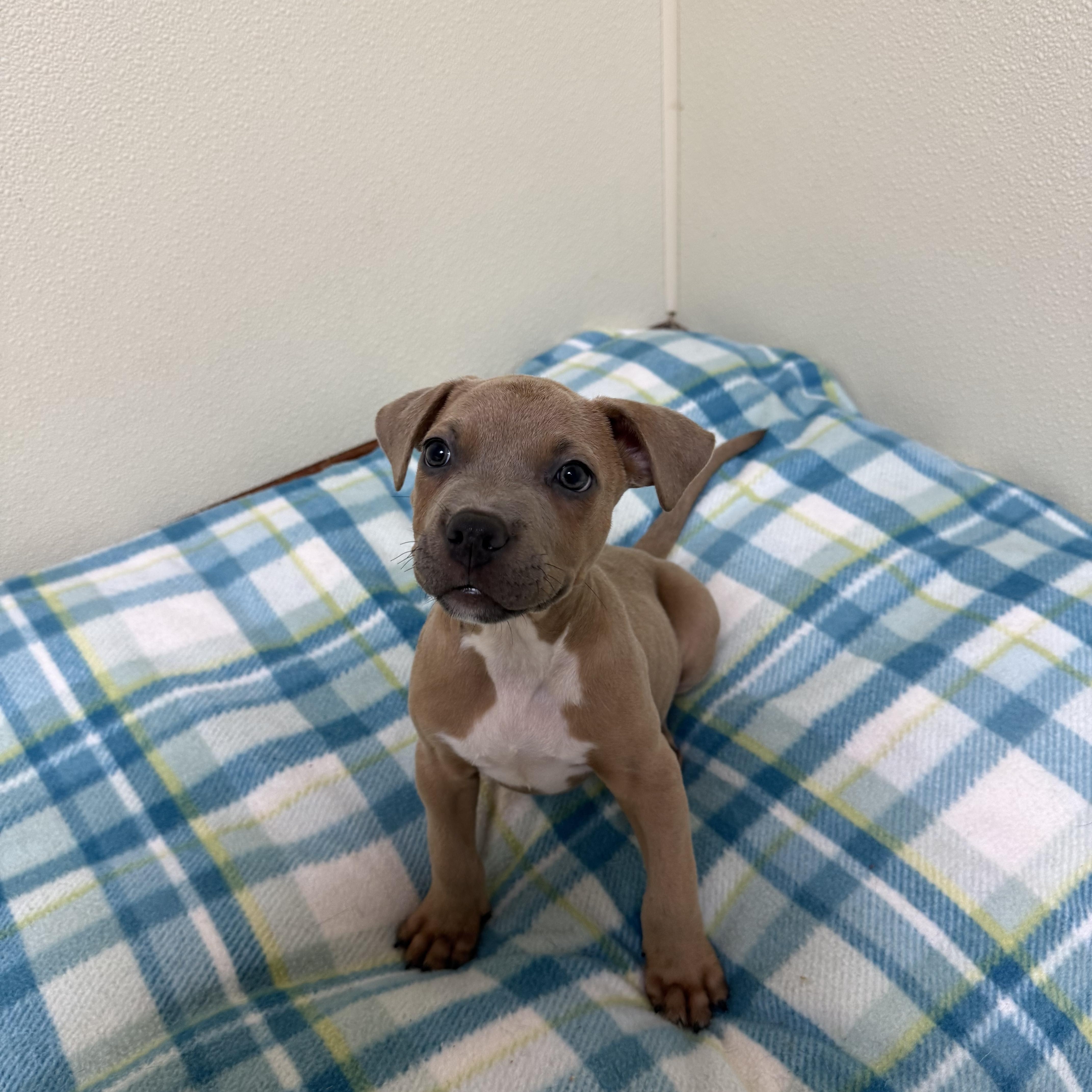 Cooper, a ADOPTABLE mixed breed in Douglas, MA image 5/5