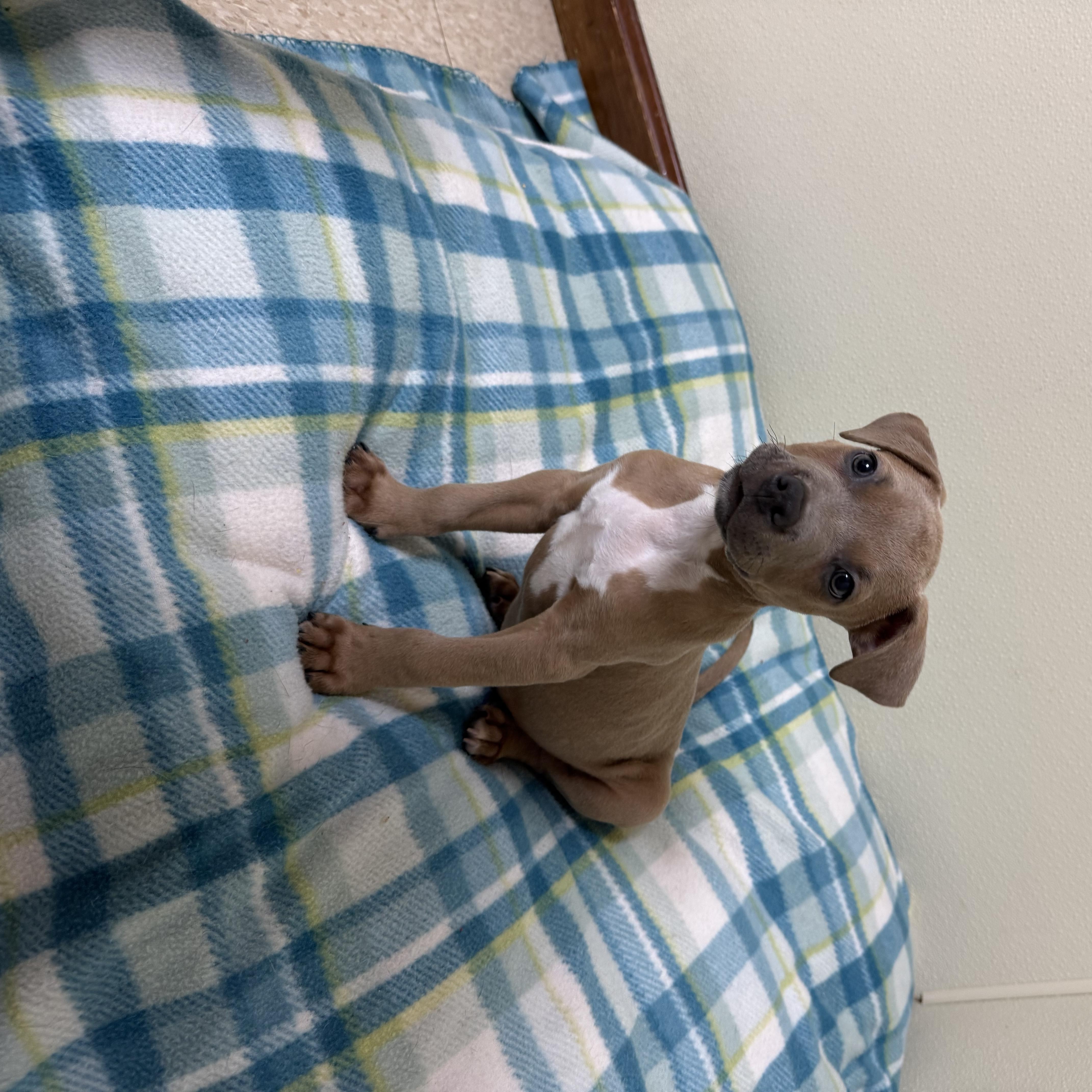 Cooper, a ADOPTABLE mixed breed in Douglas, MA image 2/5