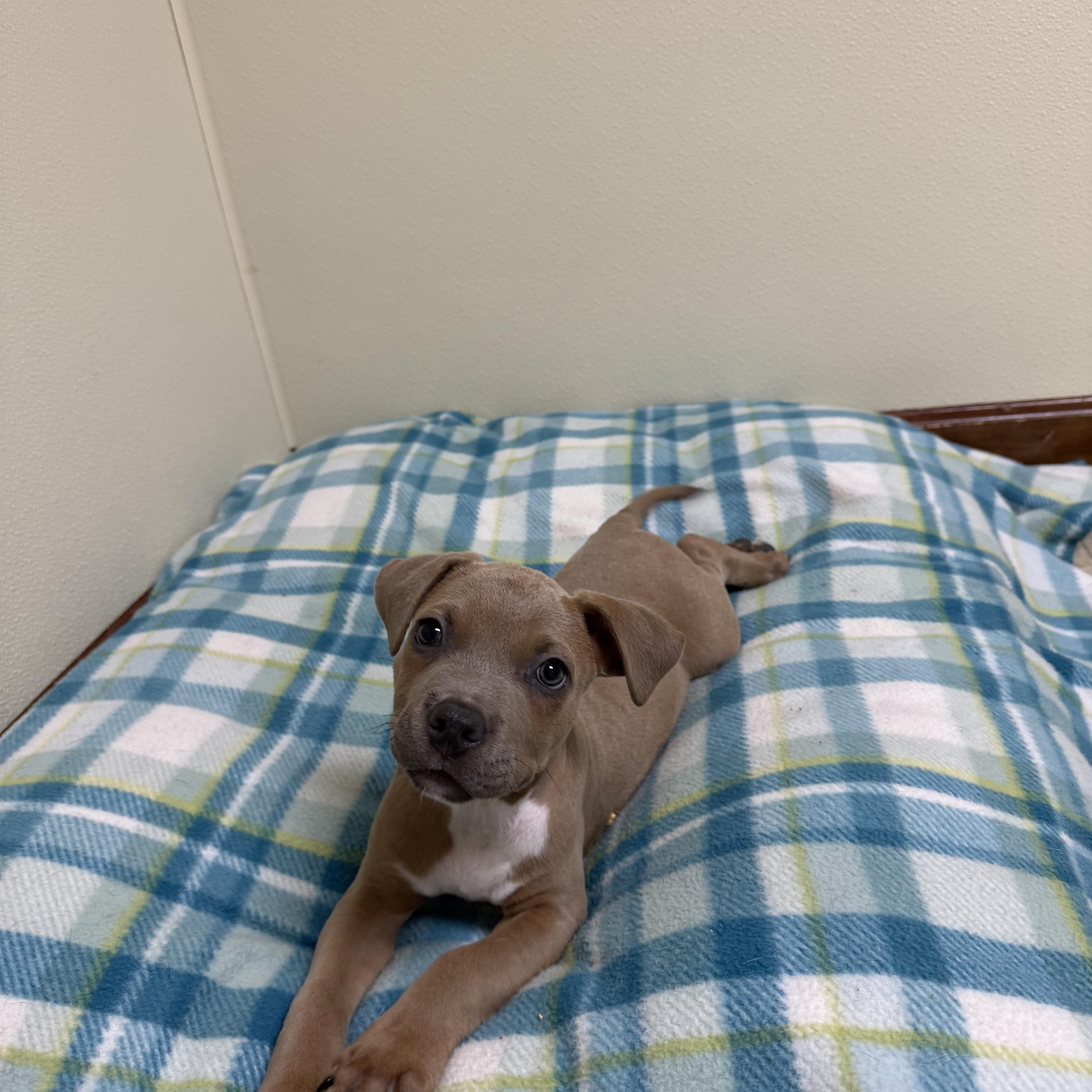 Cooper, a ADOPTABLE mixed breed in Douglas, MA image 4/5