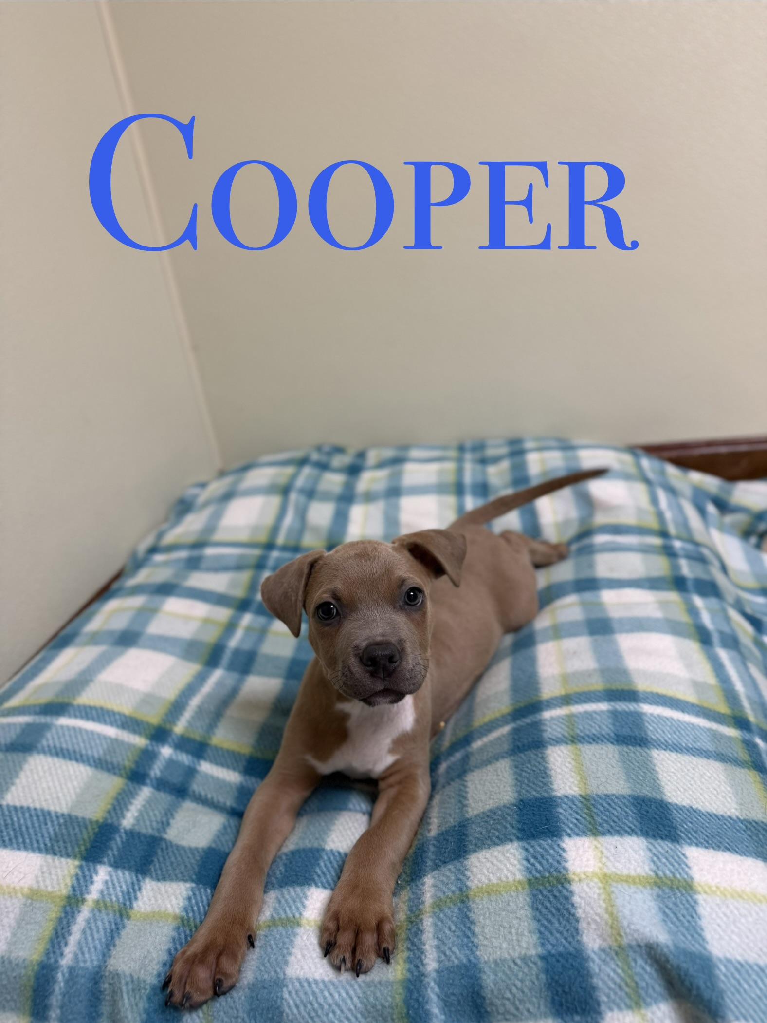 Cooper, ADOPTABLE, Puppy Male Mixed Breed.