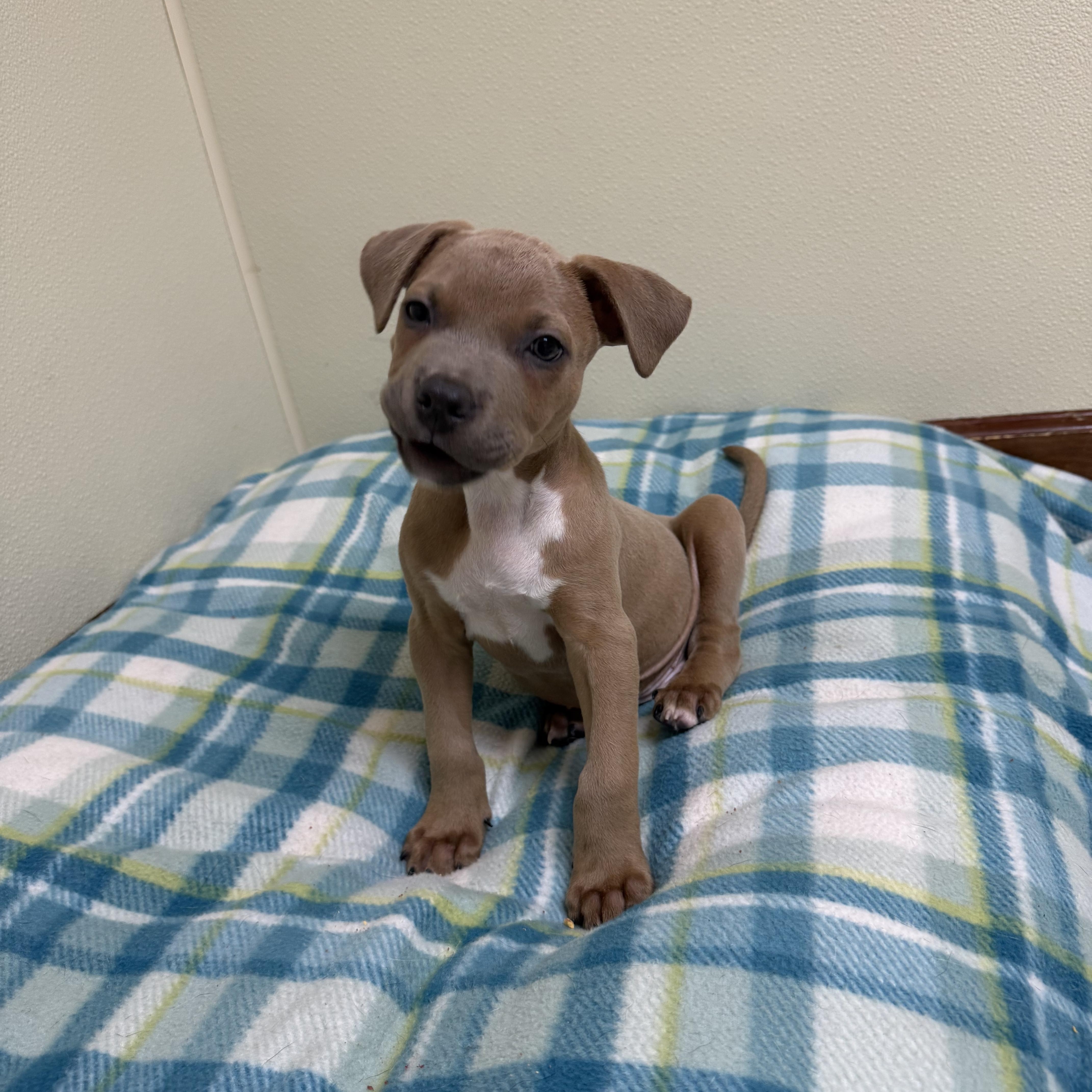 Cooper, a ADOPTABLE mixed breed in Douglas, MA image 3/5