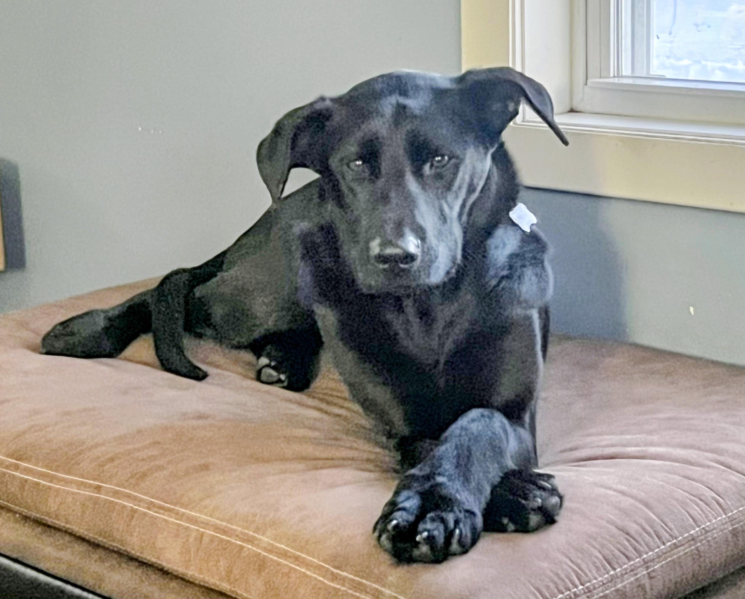 Enlarge Ned - Fostered in CT, a Adoptable mixed breed in Willington, CT image 2/6