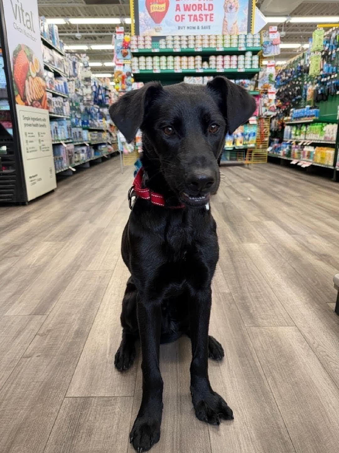 Ned - Fostered in CT, Adoptable, Puppy Male Black Labrador Retriever & Labrador Retriever.