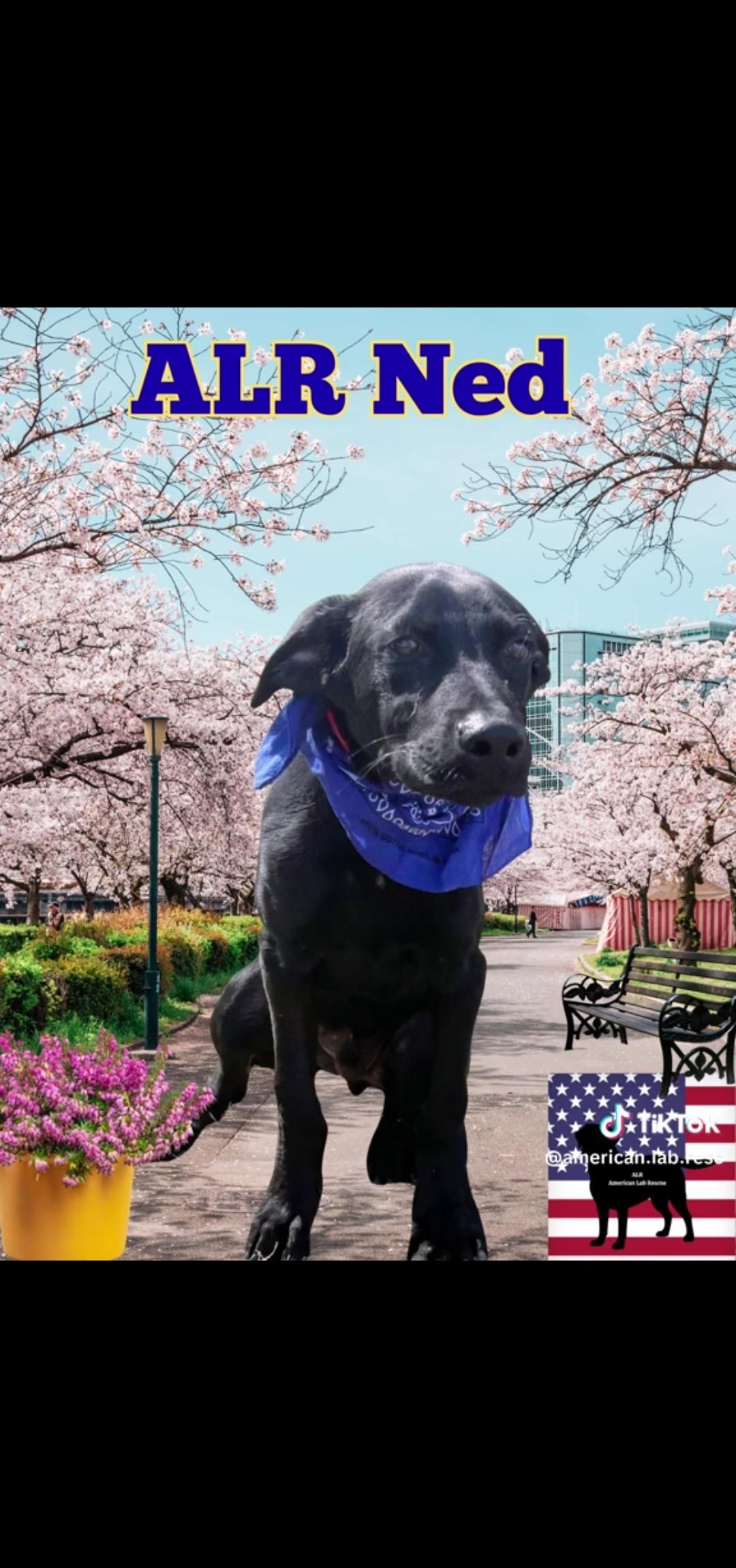 Ned , a Adoptable mixed breed in Willington, CT image 5/6