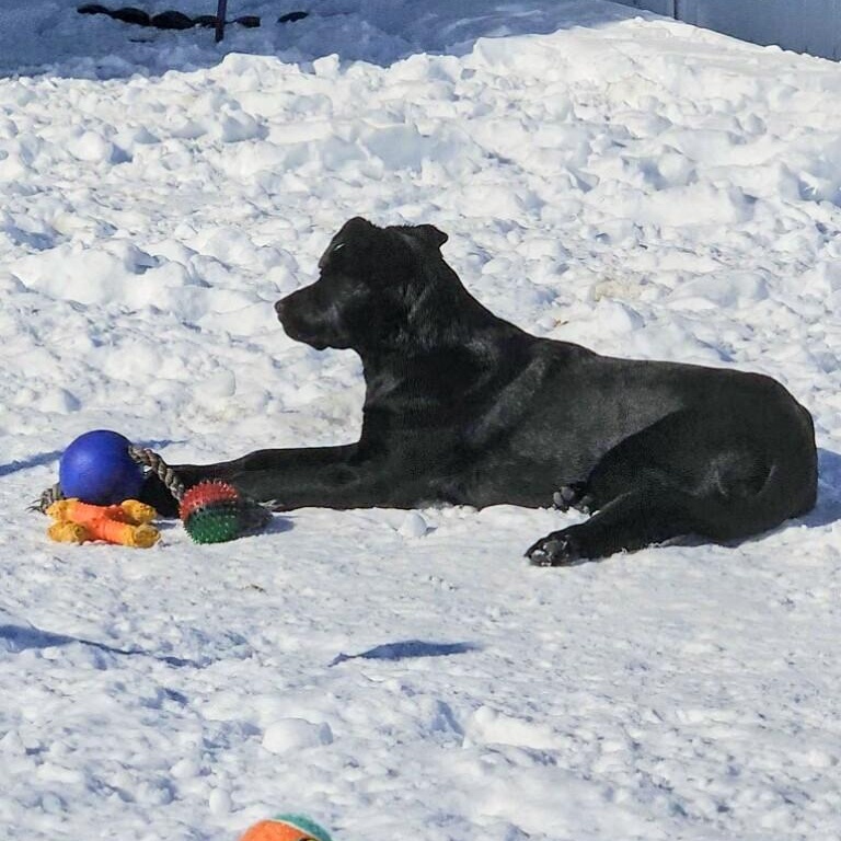 Enlarge Ned - Fostered in CT, a Adoptable mixed breed in Willington, CT image 6/6