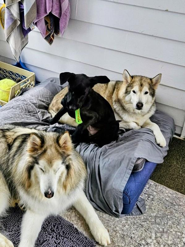 Enlarge Ned - Fostered in CT, a Adoptable mixed breed in Willington, CT image 4/6