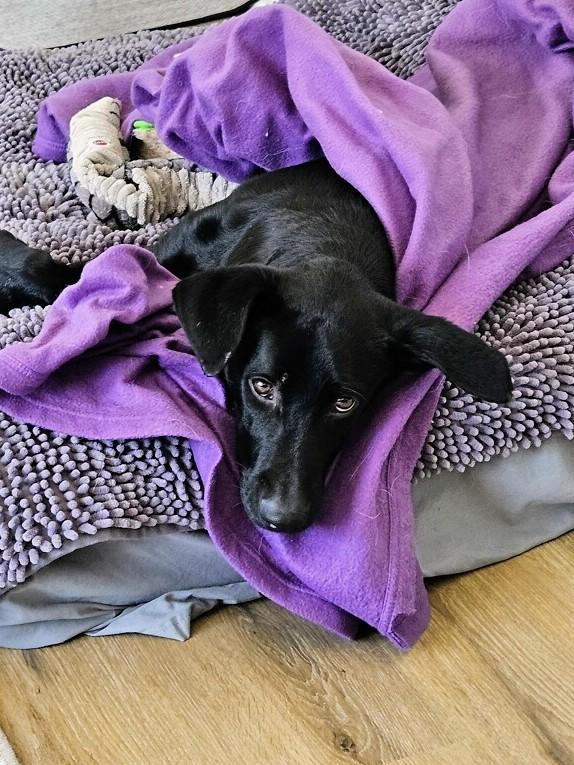 Enlarge Ned - Fostered in CT, a Adoptable mixed breed in Willington, CT image 2/6