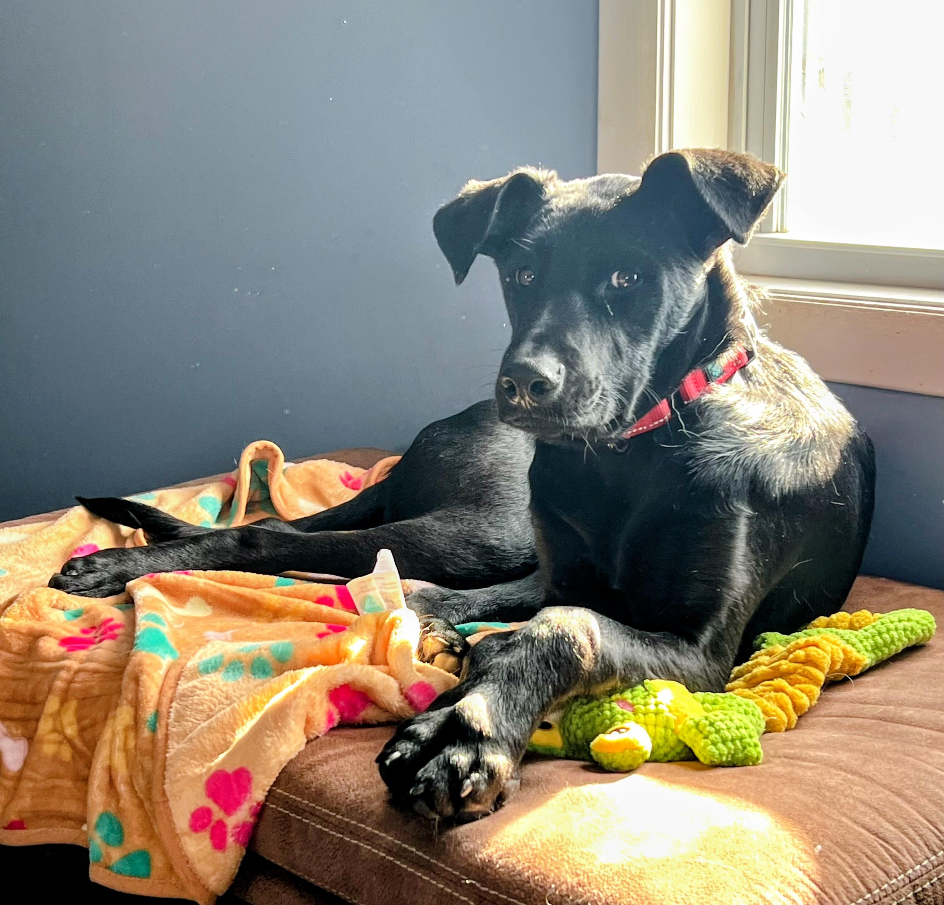 Ned - Fostered in CT, Adoptable, Puppy Male Black Labrador Retriever & Labrador Retriever.