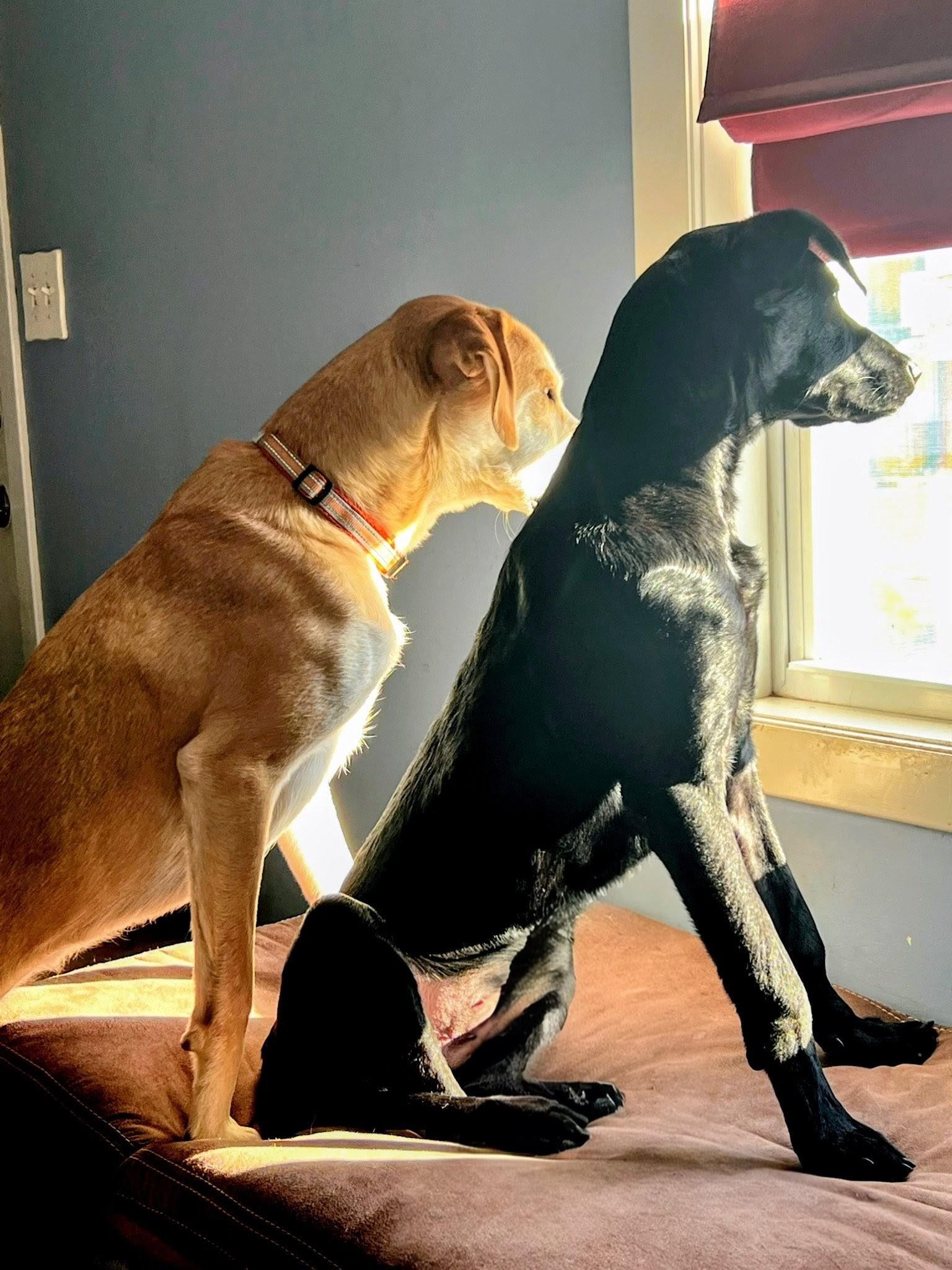 Enlarge Ned - Fostered in CT, a Adoptable mixed breed in Willington, CT image 5/6