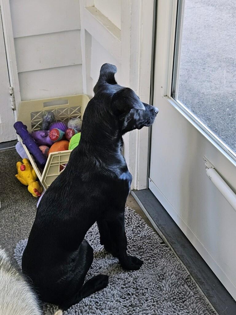 Enlarge Ned - Fostered in CT, a Adoptable mixed breed in Willington, CT image 1/6