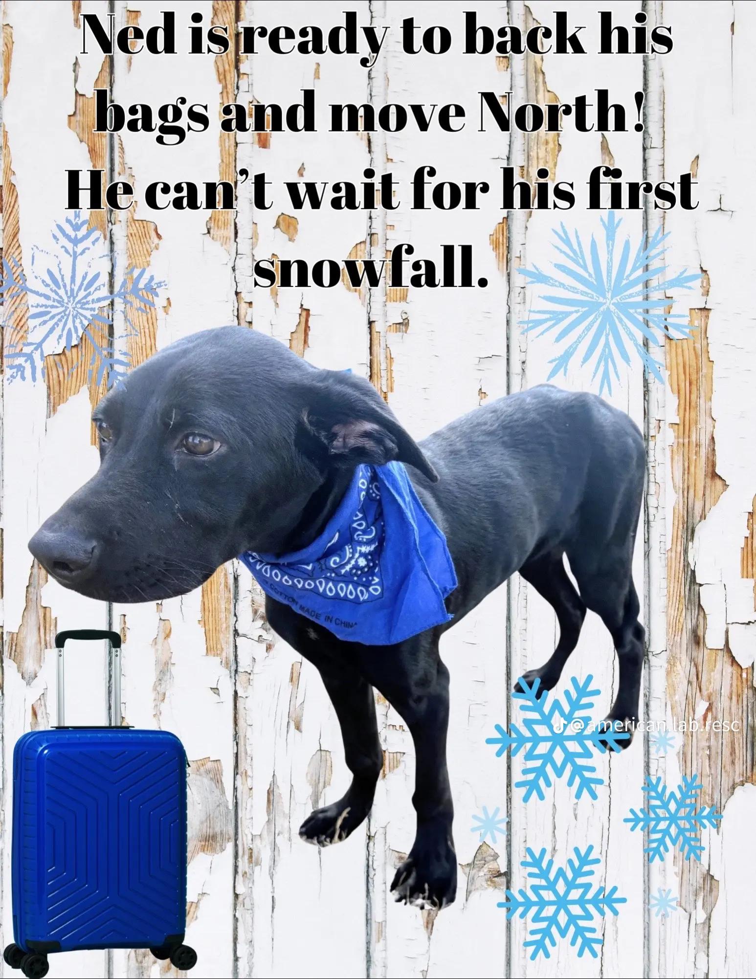 Ned , a Adoptable mixed breed in Willington, CT image 4/6