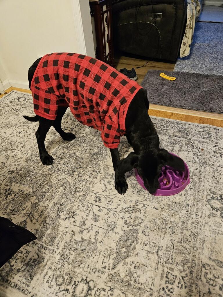 Enlarge Ned - Fostered in CT, a Adoptable mixed breed in Willington, CT image 5/6