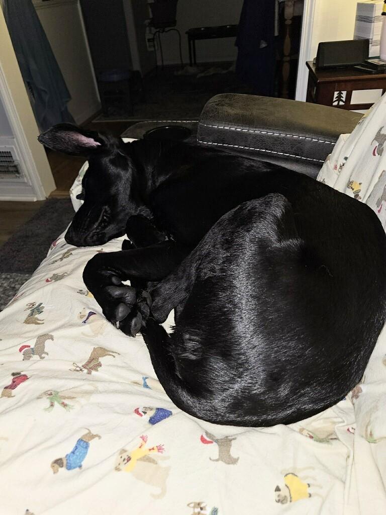 Enlarge Ned - Fostered in CT, a Adoptable mixed breed in Willington, CT image 6/6