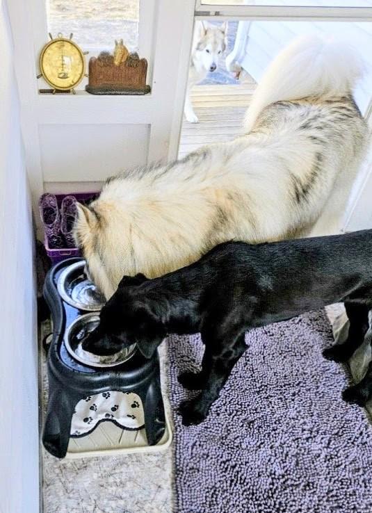 Enlarge Ned - Fostered in CT, an adoption pending mixed breed in Willington, CT image 5/6