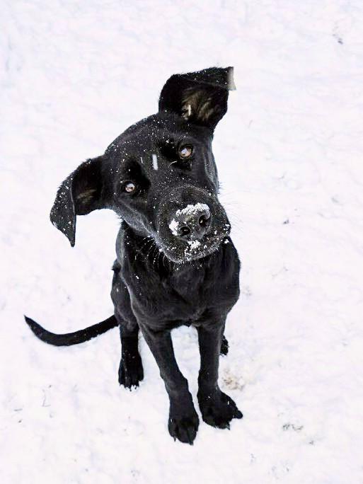 Ned - Fostered in CT, Adoptable, Puppy Male Black Labrador Retriever & Labrador Retriever.