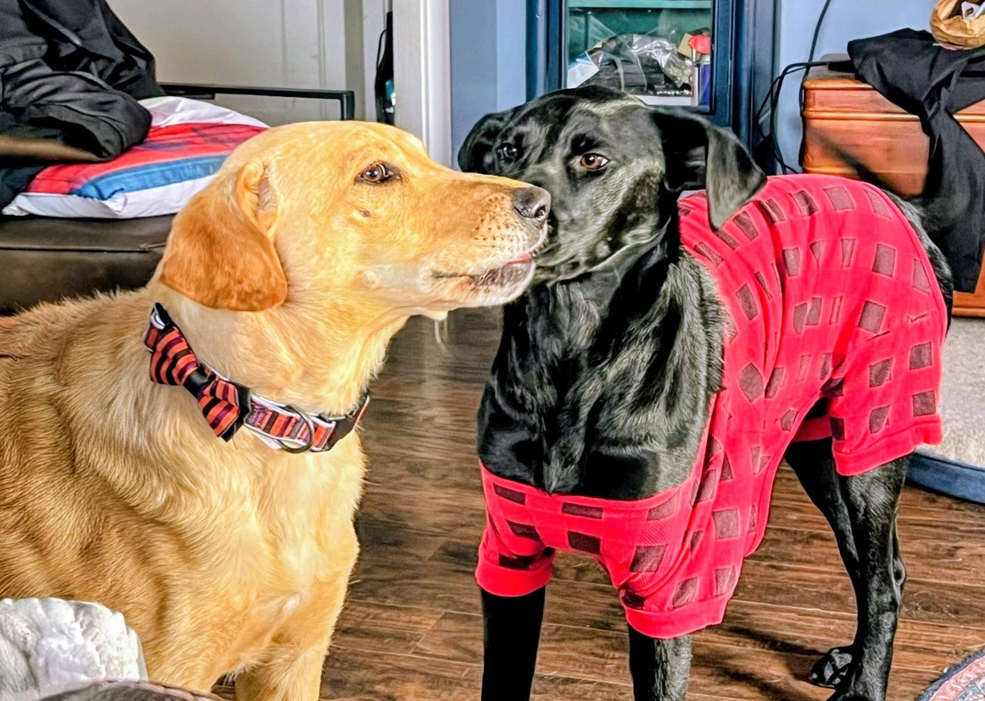 Enlarge Ned - Fostered in CT, a Adoptable mixed breed in Willington, CT image 3/6