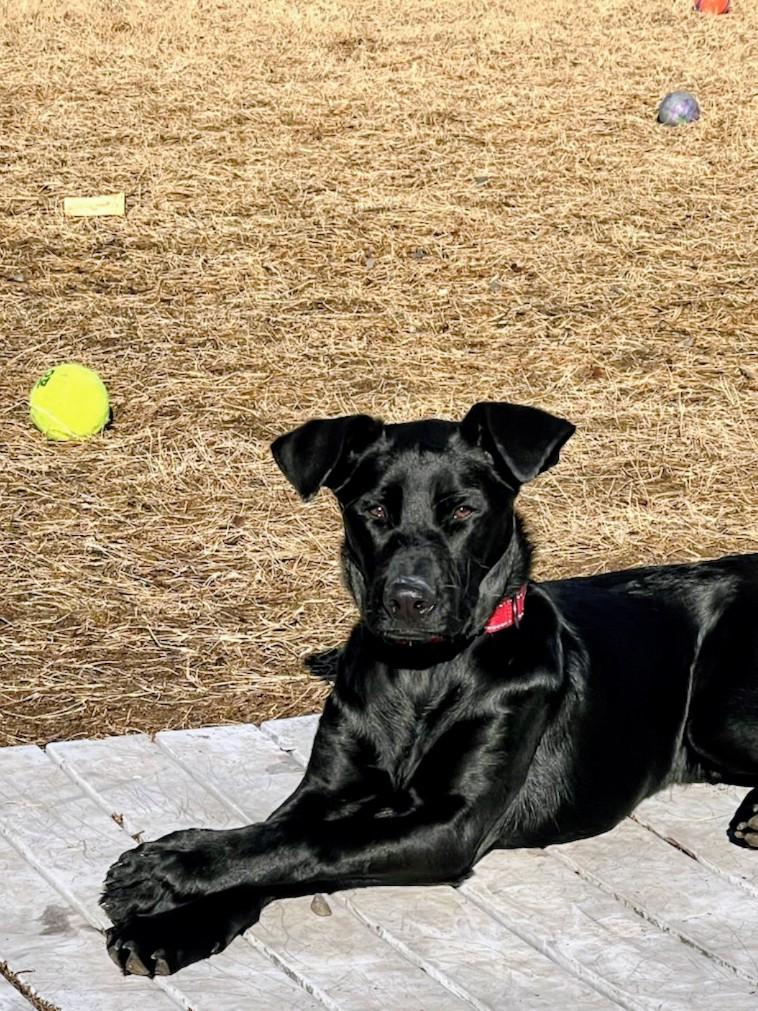 Ned - Fostered in CT, Adoptable, Puppy Male Black Labrador Retriever & Labrador Retriever.